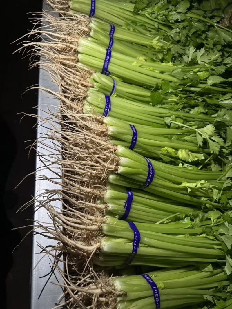 《芹菜》小把小颗毛芹菜/商丘毛芹/大棚种植/一手货源