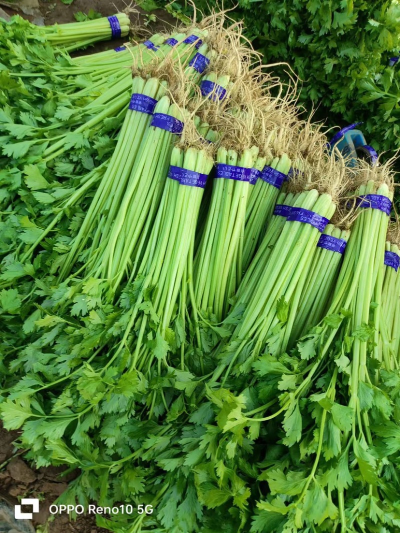 《芹菜》小把小颗毛芹菜/商丘毛芹/大棚种植/一手货源