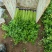 《芹菜》小把小颗毛芹菜/商丘毛芹/大棚种植/一手货源