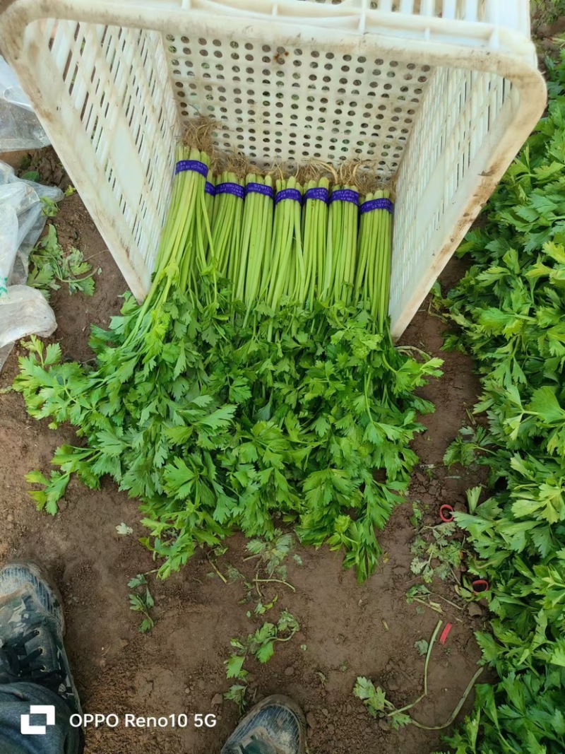 《芹菜》小把小颗毛芹菜/商丘毛芹/大棚种植/一手货源