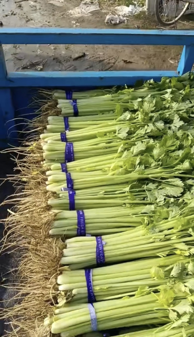《芹菜》小把小颗毛芹菜/商丘毛芹/大棚种植/一手货源