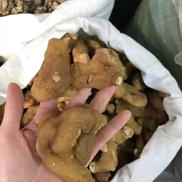 滇黄精姜黄精一手货源质量保证价格优惠