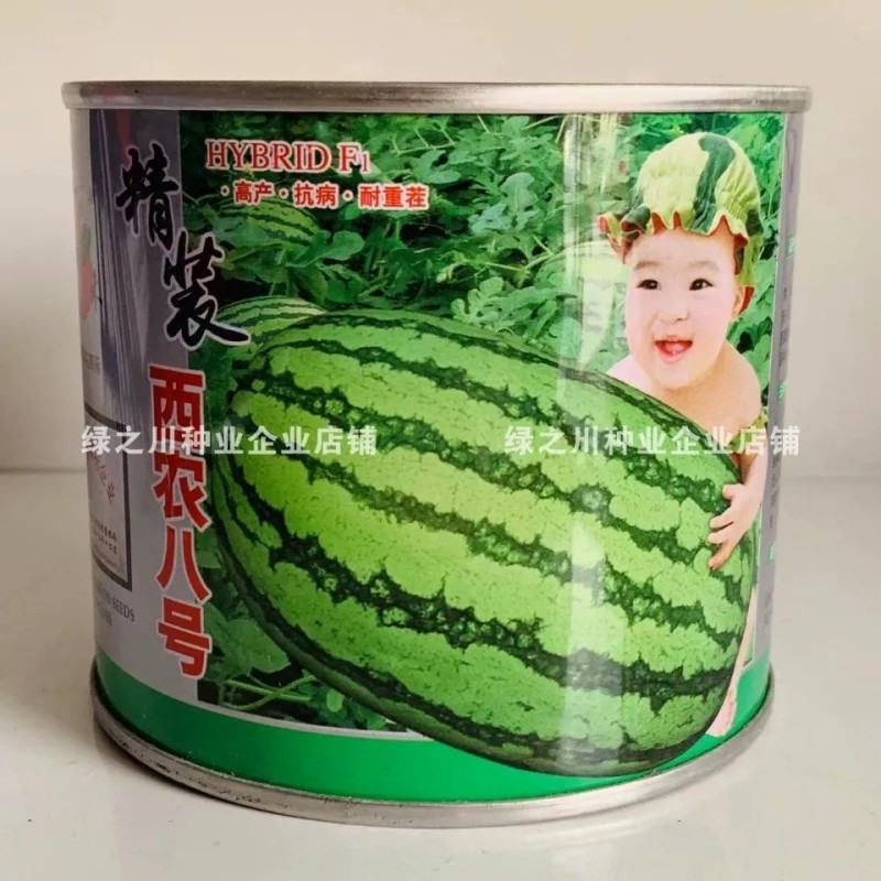 西农八号西瓜种子大果红瓤高产抗病耐重茬花皮西瓜种籽