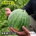 冰淇淋恬妞黄瓤西瓜种子甜脆多汁商品性好礼品西瓜种子基地用