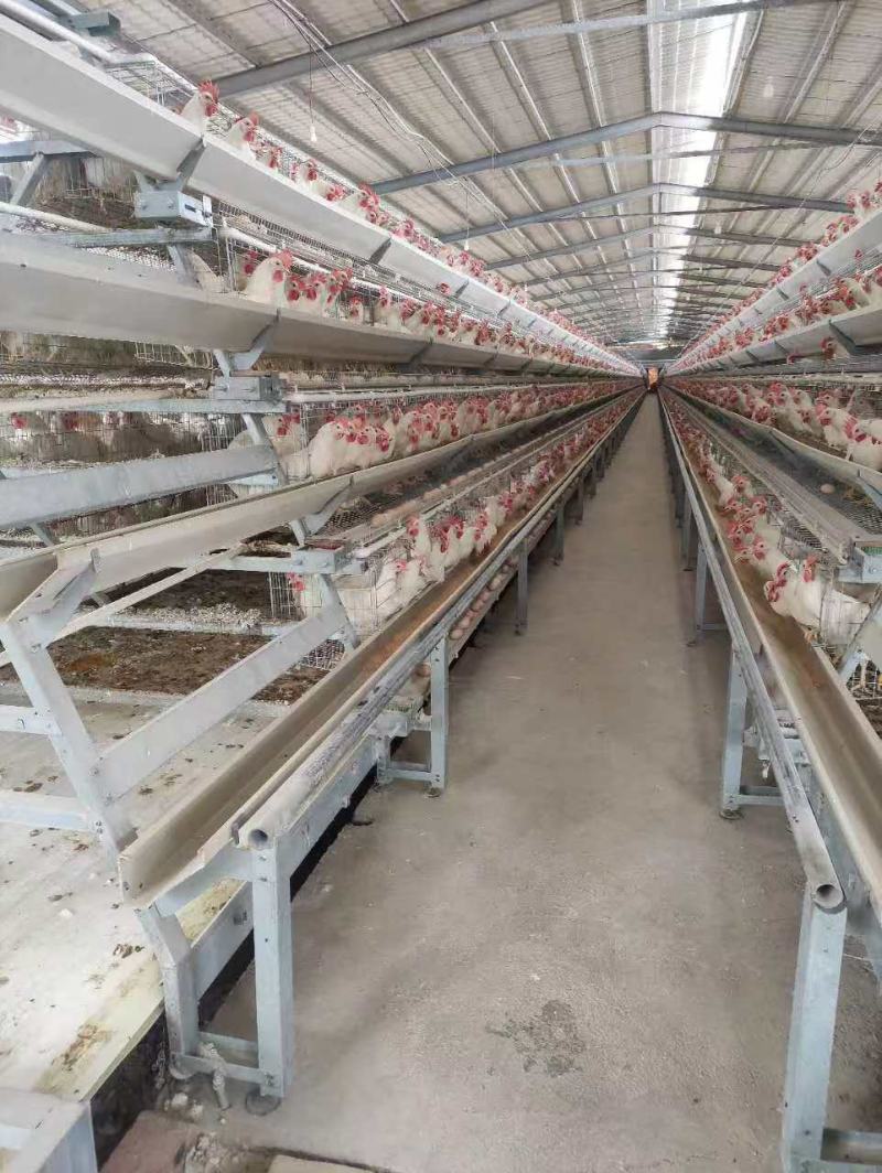 【推荐】鸡蛋柴鸡蛋零售批发养殖场一手货源全国发货价格便宜