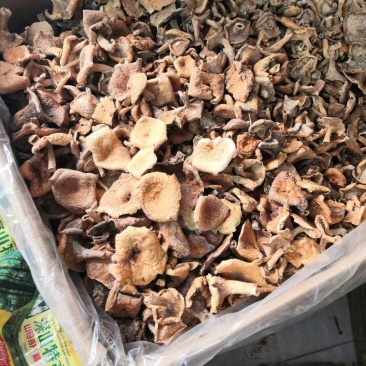 湖南湘西松树菌干货土特产寒菌枞树菌新鲜清水菌野生菌松乳菇