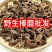 东北野生榛蘑批发特级榛蘑菇小鸡炖蘑菇长白山发货【只卖真榛