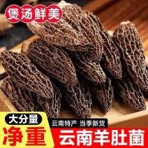 新鲜羊肚菌云南特产干货虫草日晒菌蘑菇煲汤一件代发包邮