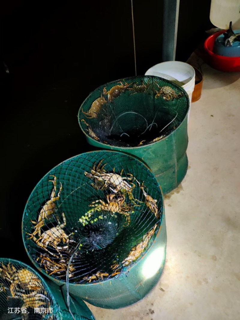 高淳固城湖大闸蟹