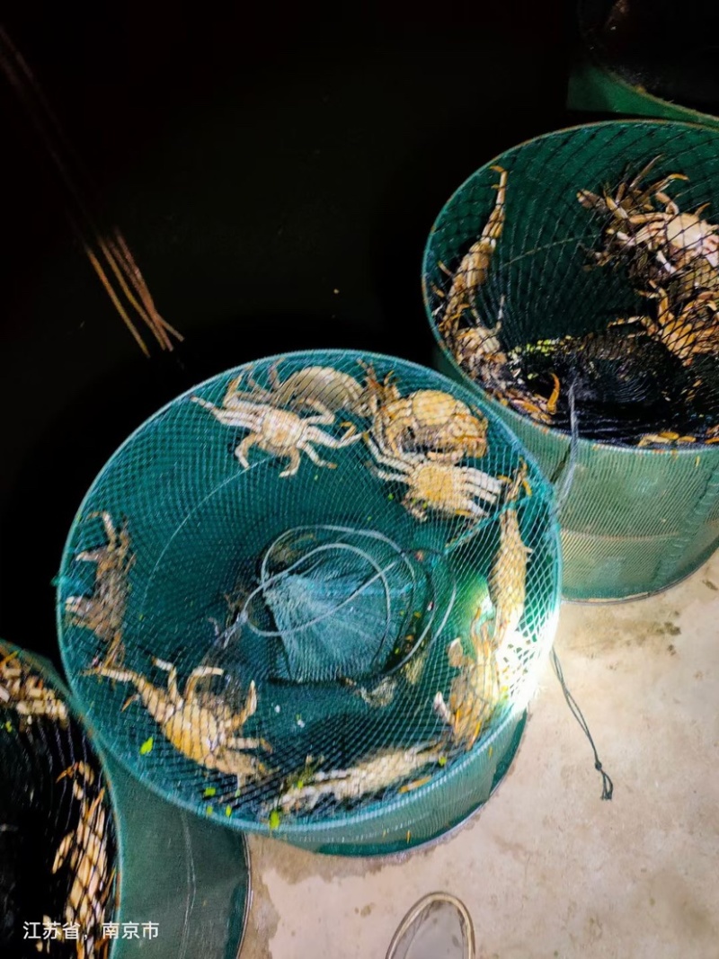 高淳固城湖大闸蟹