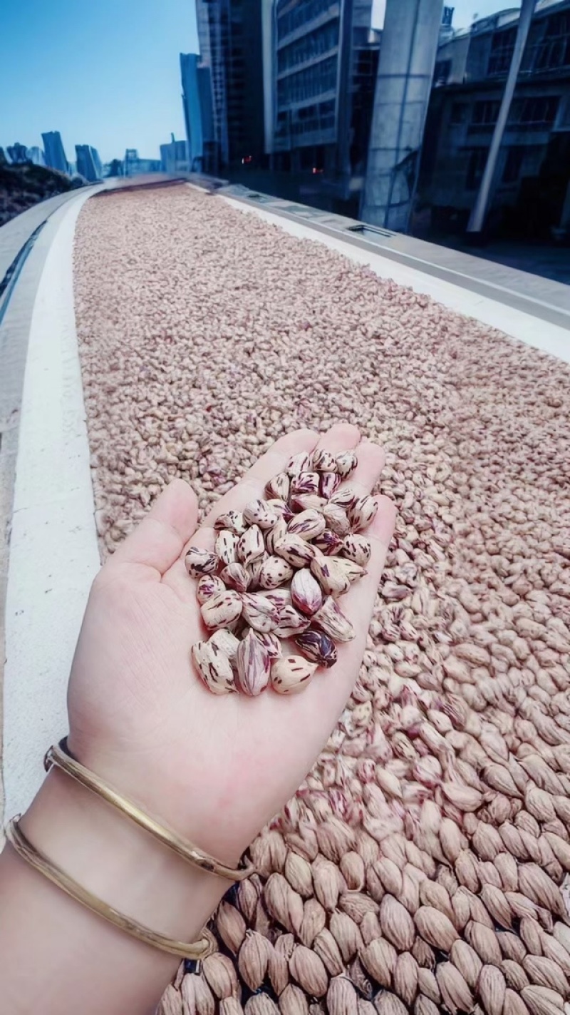 七彩花生米五彩花生水果花生牛奶花生