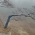 映山红吊钟花