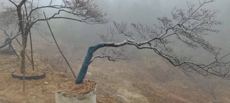 映山红吊钟花