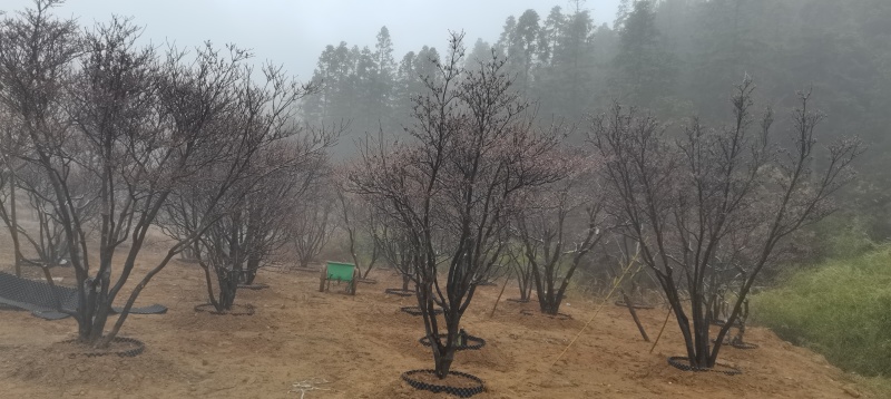 映山红吊钟花