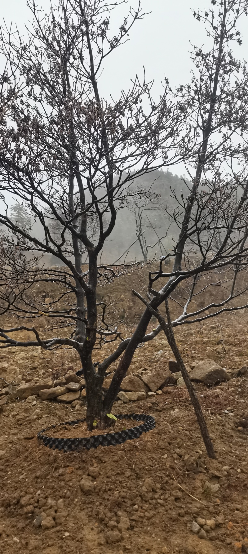 映山红吊钟花