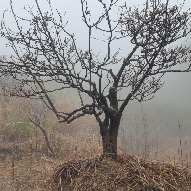 映山红吊钟花