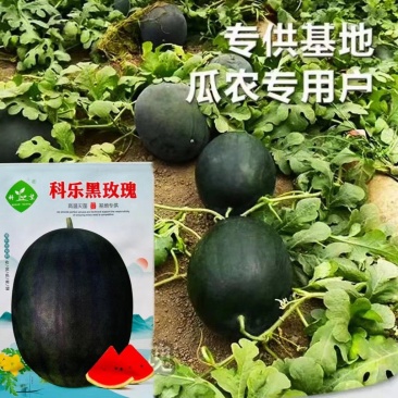 科乐黑玫瑰西瓜种子黑皮大西瓜种子基地专用国外引进品种大果