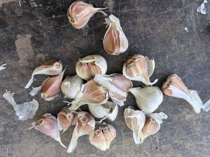 苍山四六掰大蒜掰大皮薄