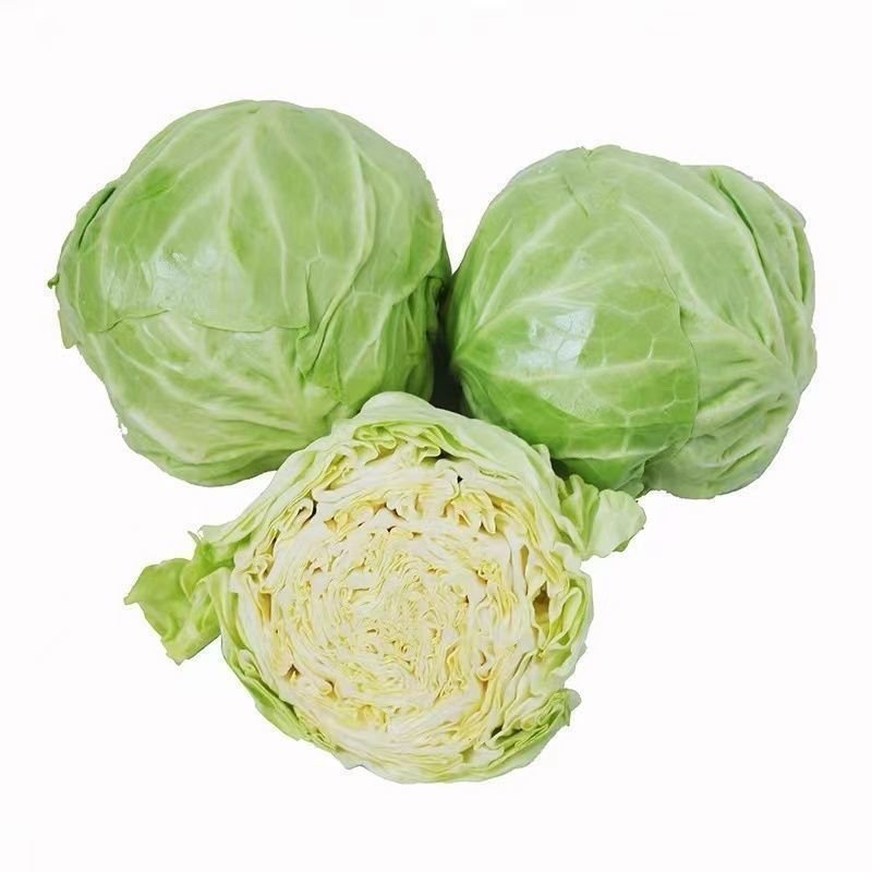 湖北天门甘蓝包菜产地直供大量上市，量大从优，欢迎订购