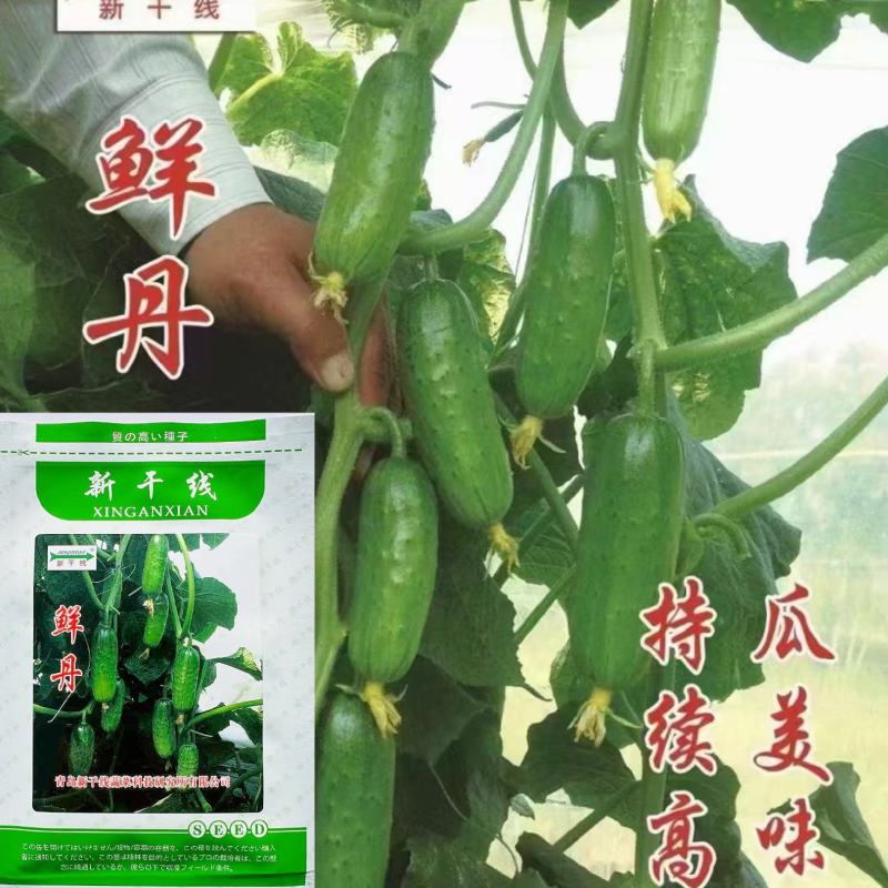 新干线鲜丹黄瓜种子雌性强抗病高产水果黄瓜种子瓜色翠绿