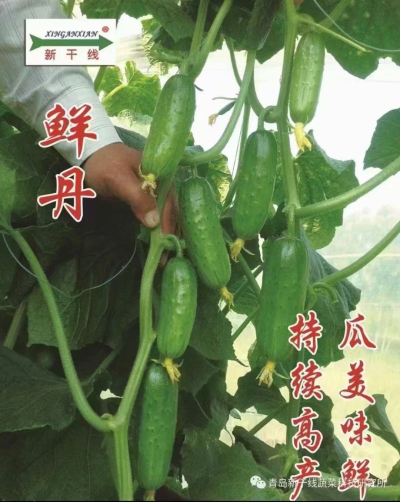 新干线鲜丹黄瓜种子雌性强抗病高产水果黄瓜种子瓜色翠绿