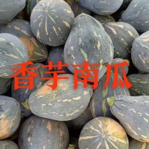 湛江产区香芋南瓜大瓜小瓜大量供应