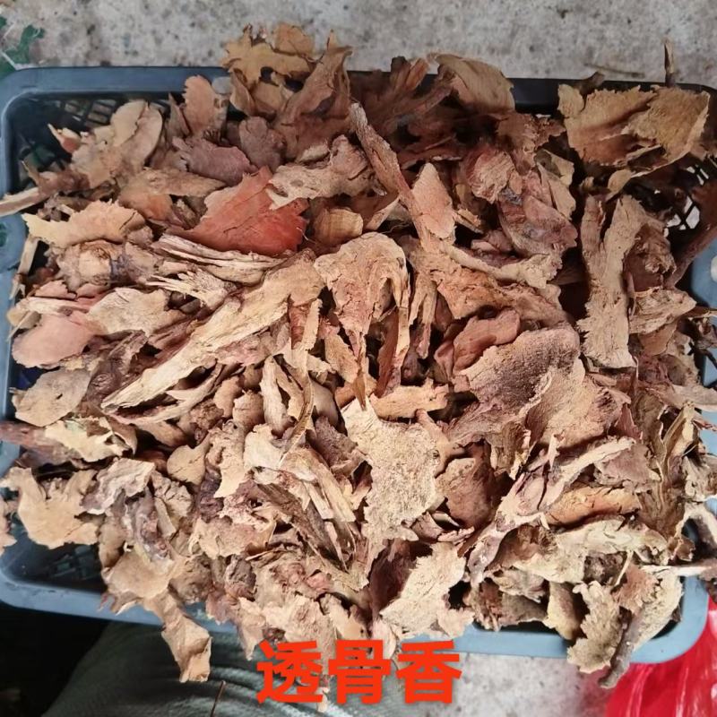 透骨香，透骨草、满山香、搜山虎、煤炭子、煤炭果、万里香、