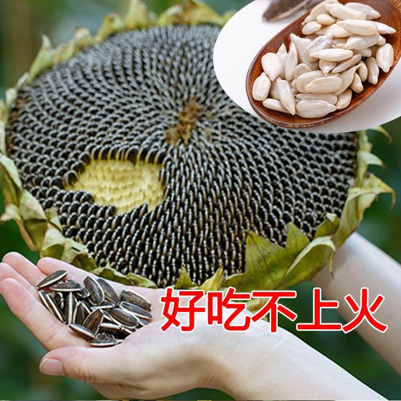 【优选】363葵花籽代发全国量大从优视频看货品质保