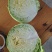 湖北钟祥精品圆甘蓝