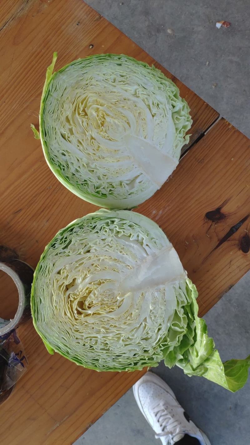 湖北钟祥精品圆甘蓝