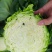 湖北钟祥精品圆甘蓝