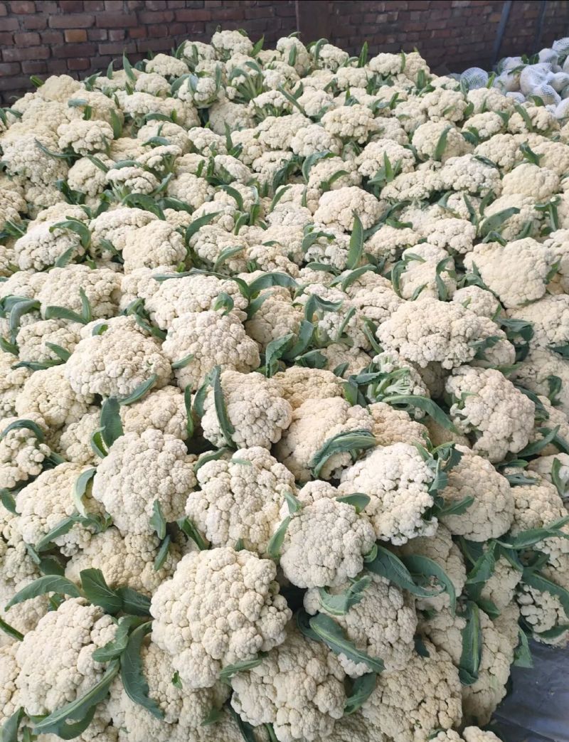 有机松花菜通许有机花白面菜花小米粒商超电商代发全国