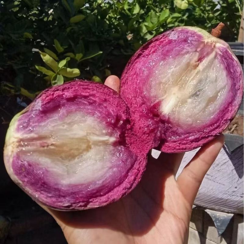 ***产地直发牛奶果爽滑Q弹清甜多汁水果