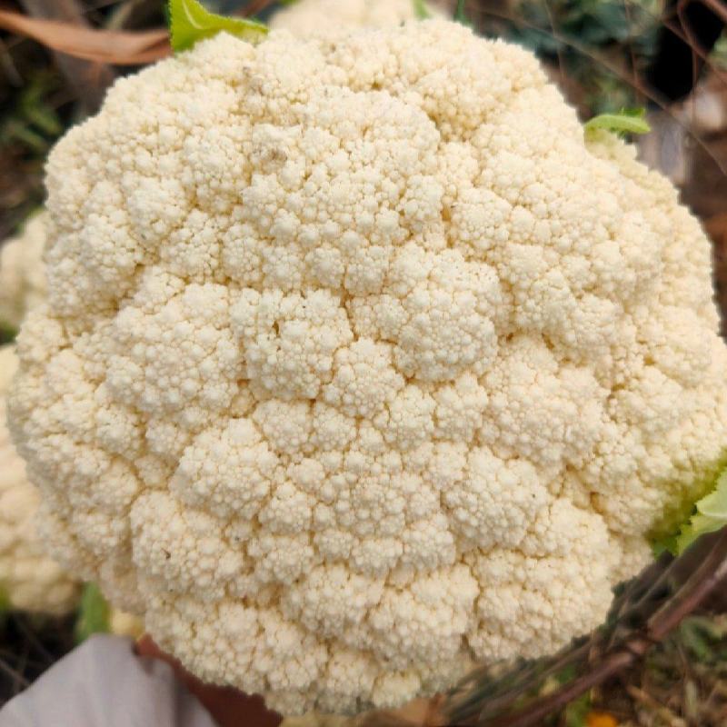 有机松花菜通许有机花白面菜花小米粒商超电商代发全国