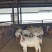 徐州丰县小山羊