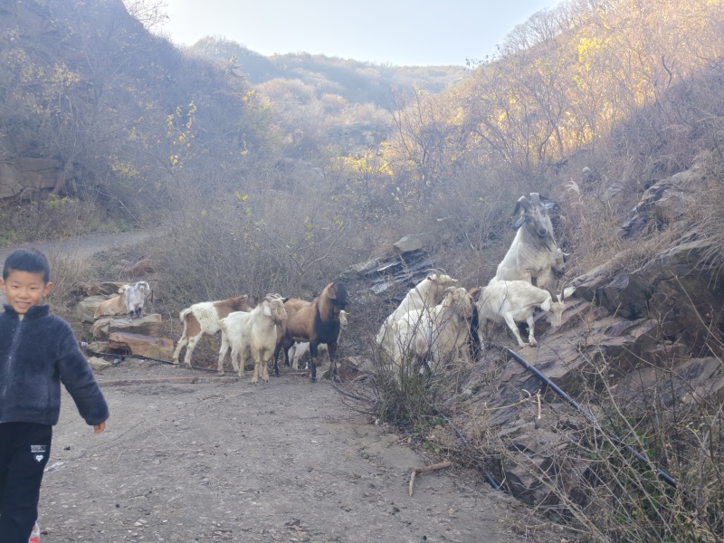 徐州丰县小山羊