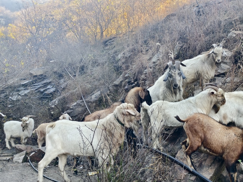 徐州丰县小山羊
