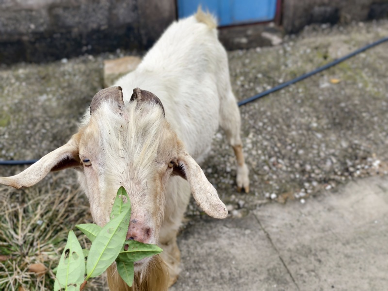 徐州丰县小山羊