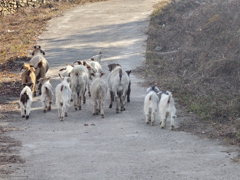 徐州丰县小山羊