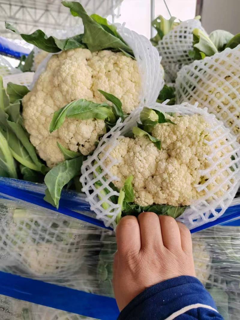 有机松花菜通许有机花白面菜花小米粒商超电商代发全国