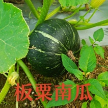 广东湛江地区板粟南瓜大瓜小瓜大量供应