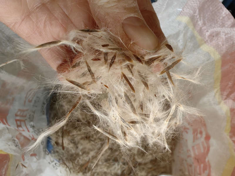 杠柳种子，产地质量有保障，芽率有保障。
