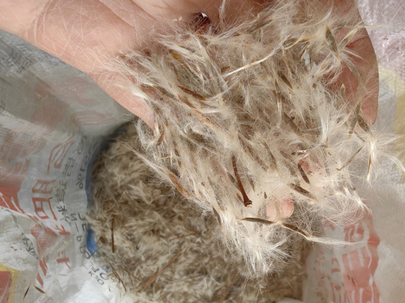 杠柳种子，产地质量有保障，芽率有保障。
