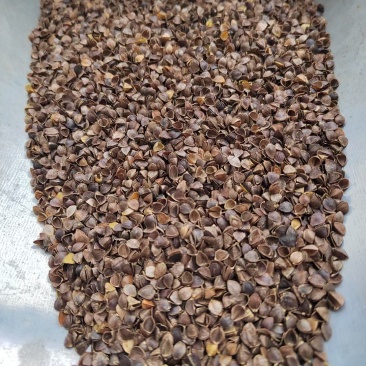赤峰出口级荞麦壳成壳率85壳以上一吨起批