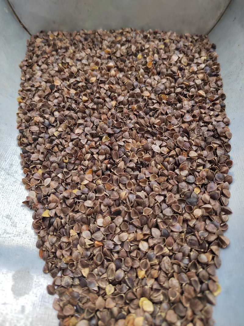 赤峰出口级荞麦壳成壳率85壳以上一吨起批