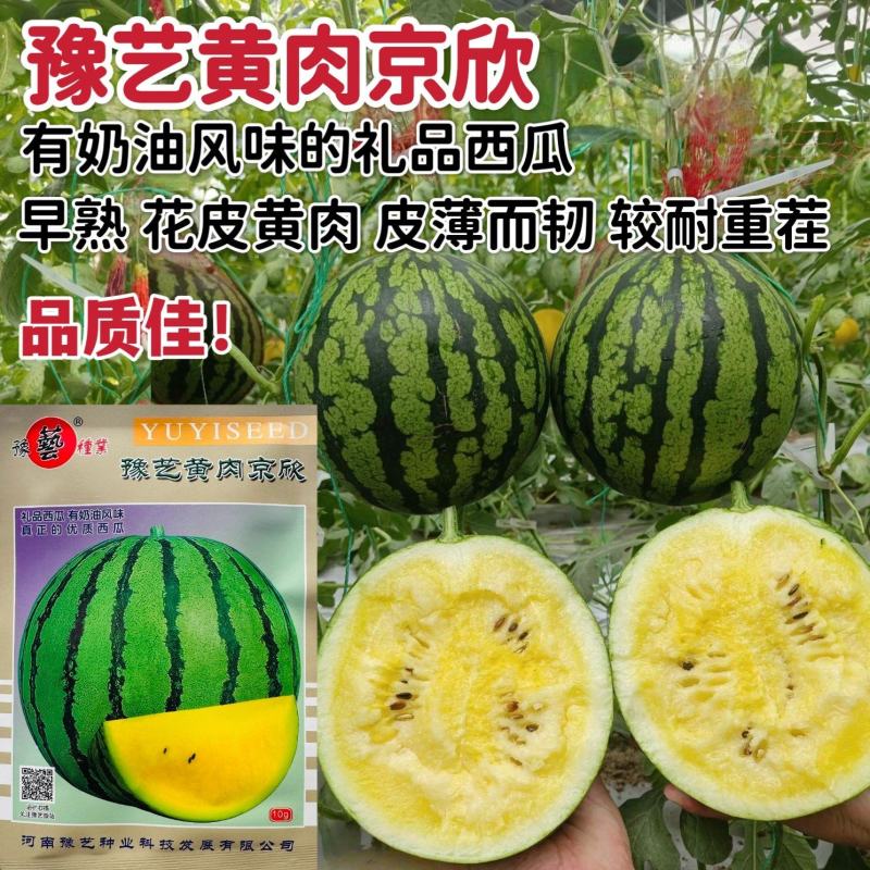 豫艺黄肉京欣礼品西瓜种子皮薄韧早熟花皮黄肉奶油西瓜种籽