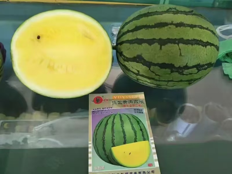 豫艺黄肉京欣礼品西瓜种子皮薄韧早熟花皮黄肉奶油西瓜种籽