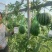 豫艺黄肉京欣礼品西瓜种子皮薄韧早熟花皮黄肉奶油西瓜种籽