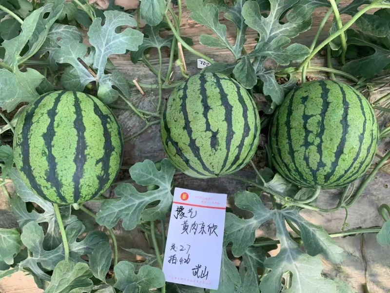 豫艺黄肉京欣礼品西瓜种子皮薄韧早熟花皮黄肉奶油西瓜种籽