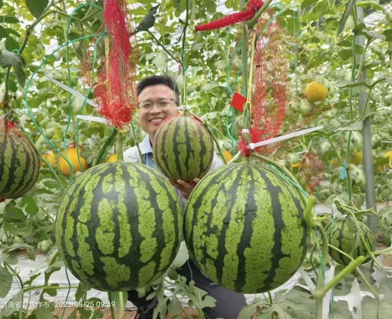 豫艺黄肉京欣礼品西瓜种子皮薄韧早熟花皮黄肉奶油西瓜种籽